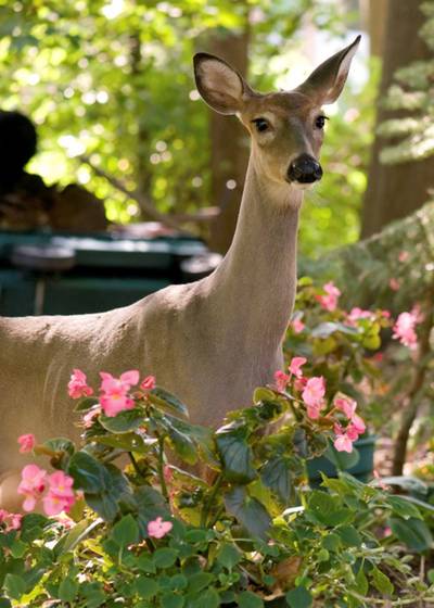 amite county ms